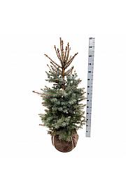 Picea pungens Edith bala 80-100 cm extra
