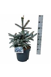 Picea pungens Erich Frahm C7,5 Lit. 40-50 cm