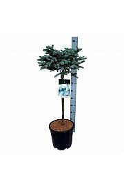 Picea pungens Glauca Globosa C15 Lit. Na steblu 60 cm; Krošnja 50/60 cm
