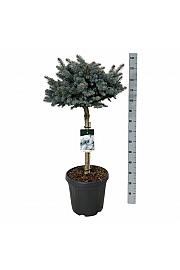 Picea pungens Glauca Globosa C30 Lit. Na steblu 60 cm; Krošnja 60/70 cm