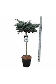 Picea pungens Glauca Globosa C15 Lit. Na steblu 80 cm; Krošnja 40/50 cm