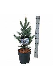 Picea pungens Iseli Fastigiate C7,5 Lit. 40-50 cm