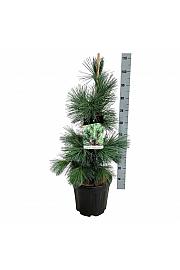 Pinus flexis Vanderwolfs Pyramid C15 Lit. 80-100 cm