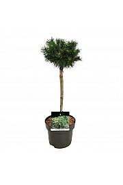 Pinus mugo Benjamin C5 Lit. Na steblu 40 cm