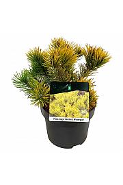 Pinus mugo Carstens Wintergold C4 Lit. 20-25 cm