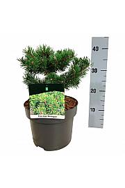 Pinus mugo Klostergrün C4 Lit. 20-25 cm