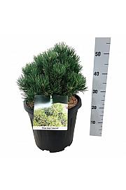 Pinus mugo Limerick C15 Lit. 25-30 cm