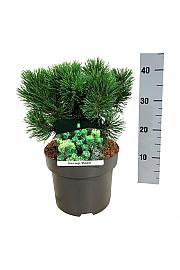 Pinus mugo Mumpitz C4 Lit. 25-30 cm