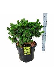 Pinus mugo Mumpitz C30 Lit. 40-50 cm extra