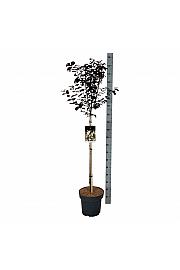 Prunus cerasifera Nigra C15 Lit. Na steblu 90 cm