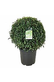 Prunus lusitanica Angustifolia C55 Lit. 80-90 cm; Krogla extra