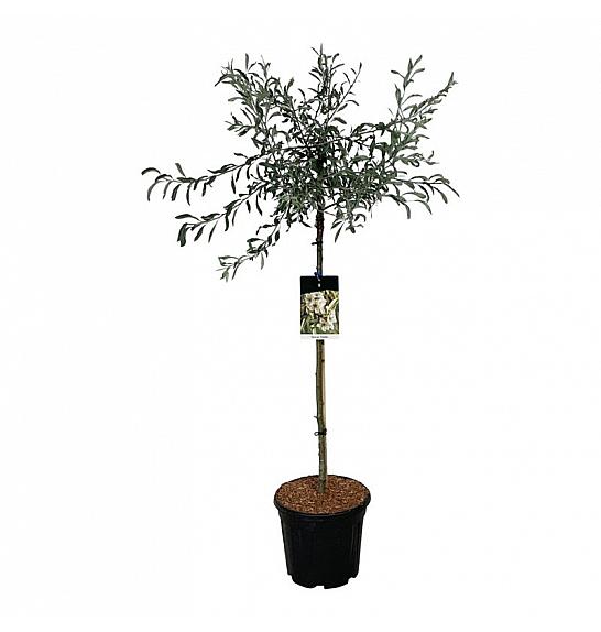 Pyrus salicifolia Pendula C15 Lit. Na steblu 90 cm