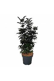Sambucus nigra Black Tower C15 Lit. 80-100 cm