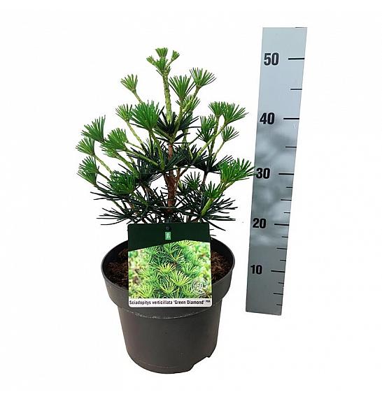 Sciadopitys verticillata Green Diamond C4 Lit. 30-40 cm