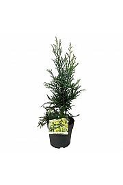 Sequoia sempervirens Adpressa C7 Lit. 50-60 cm