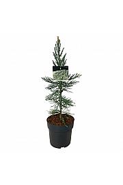 Sequoiadendron giganteum Glaucum C7 Lit. 50-60 cm