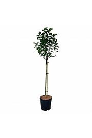 Syringa vulgaris Lila Wonder C15 Lit. Na steblu 90 cm