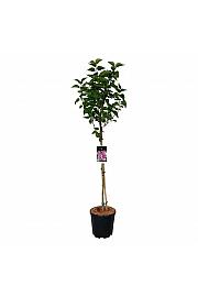 Syringa vulgaris Michel Buchner C15 Lit. Na steblu 90 cm