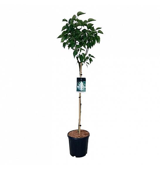 Syringa vulgaris Mme Lemoine C15 Lit. Na steblu 90 cm