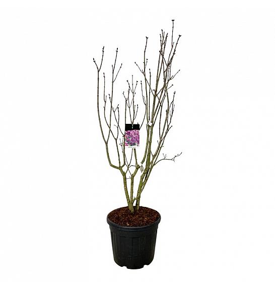 Syringa vulgaris Sensation C55 Lit. 150-175 cm extra