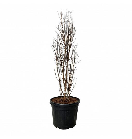 Taxodium distichum Lindseys Skyward C55 Lit. 100-125 cm extra
