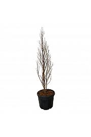 Taxodium distichum Lindseys Skyward C55 Lit. 150-175 cm extra