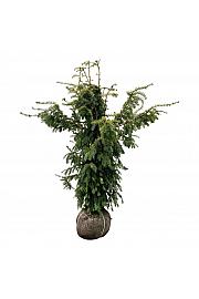 Taxus baccata Dovastonii Aurea bala 140-160 cm extra