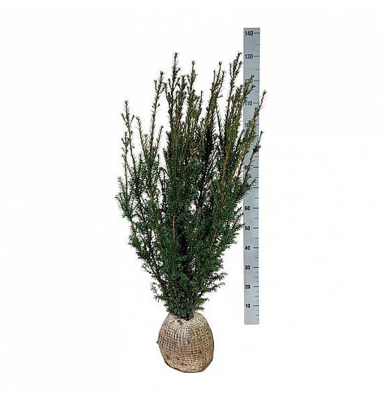Taxus media Hicksii bala 100-120 cm