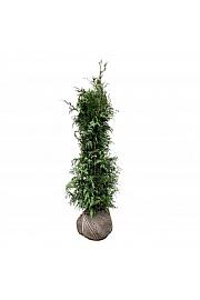 Thuja plicata Excelsa bala 140-160 cm