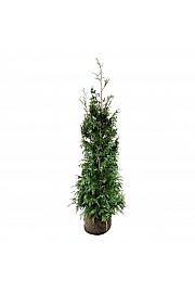 Thuja plicata Excelsa bala 160-180 cm