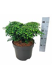 Tsuga canadensis Green Globe C7 Lit. 30-40 cm