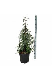 Tsuga canadensis Pendula C30 Lit. 100-125 cm extra