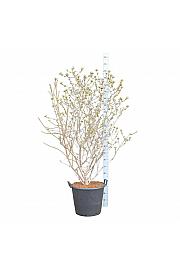 Viburnum carlcephalum C55 Lit. 125-150 cm  extra