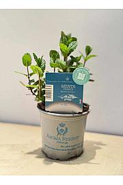 Aroma riserva Mentha sp.  Ø9