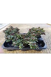 Mentha x rotundifolia Ø14