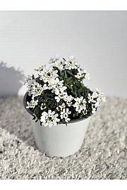 Iberis sempervirens Ø14