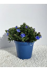 Lithodora diffusa Ø14