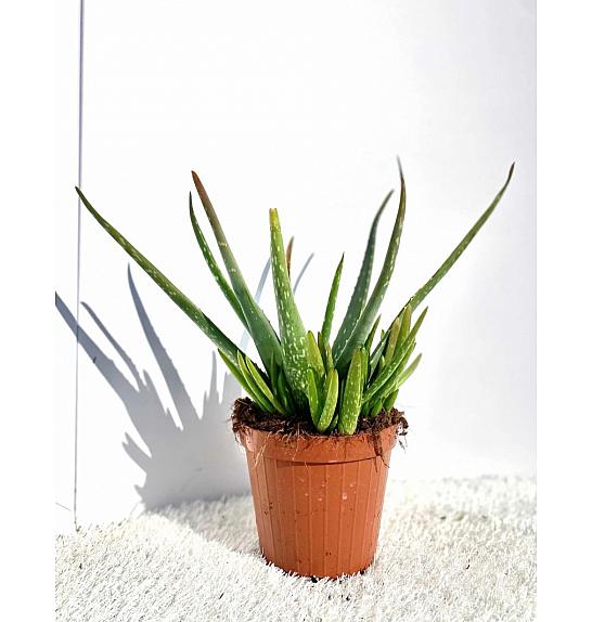 Aloe Vera Ø14