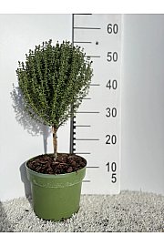Thymus faustini Ø18 Na Steblu 20 cm