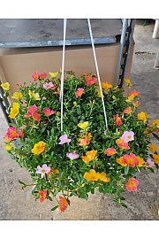 Portulaca Ø20 obešanka