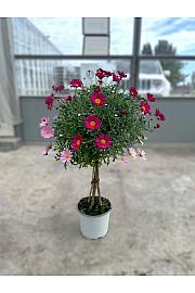 Chrysanthemum frutescens Ø18 twins Na Steblu 30 cm