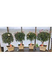 Chrysanthemum frutescens Ø23x23 Na Steblu 20 cm bonsai