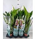 Spathiphyllum Ø13