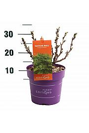 Sorbaria Matcha Ball C3 Lit. 30-50 cm