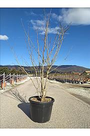 Acer Campestre C110 Lit. 250-300 cm; Večstebelni (ZEL)