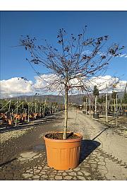 Acer palmatum Beni-Maiko C180 Lit. Na Steblu 100 cm; 14/16 cm; Krošnja 175/200 cm (ZEL)