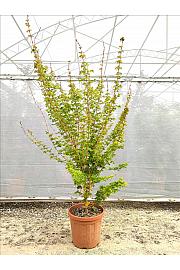 Acer palmatum Bi Hoo C25 Lit. 80-100 cm (ZEL)