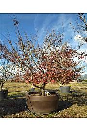 Acer palmatum Bloodgood  C1650 Lit. 300-350 cm; Krošnja 350/400 cm (ZEL)