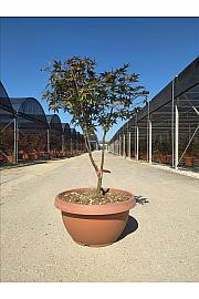 Acer palmatum Bloodgood  C40 Lit. 125-150 cm (ZEL)