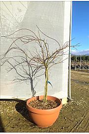 Acer palmatum Dissectum Crimson Queen C25 Lit. Na Steblu 50 cm (ZEL)